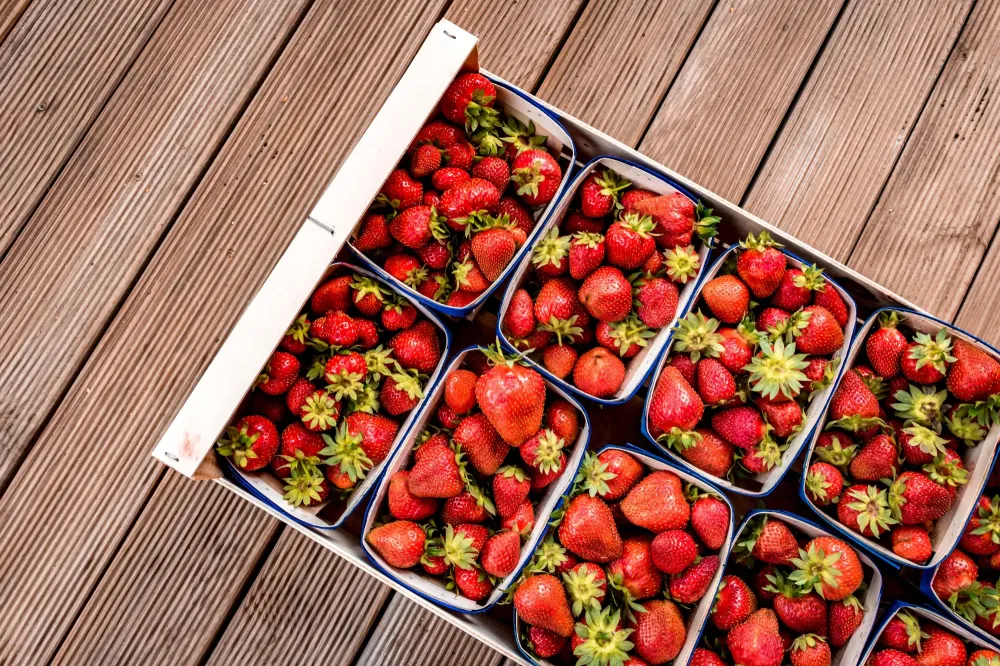Produteur de fraises à Sarrians