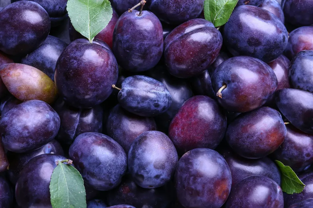 Expéditeur de prunes à Sarrians