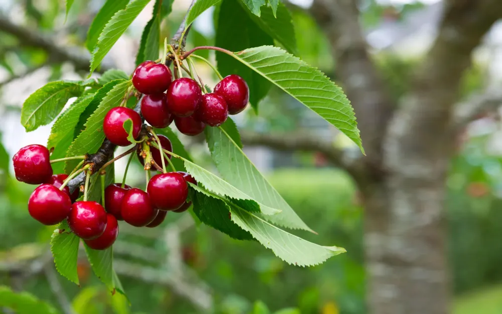 Expéditeur de Cerises à Sarrians