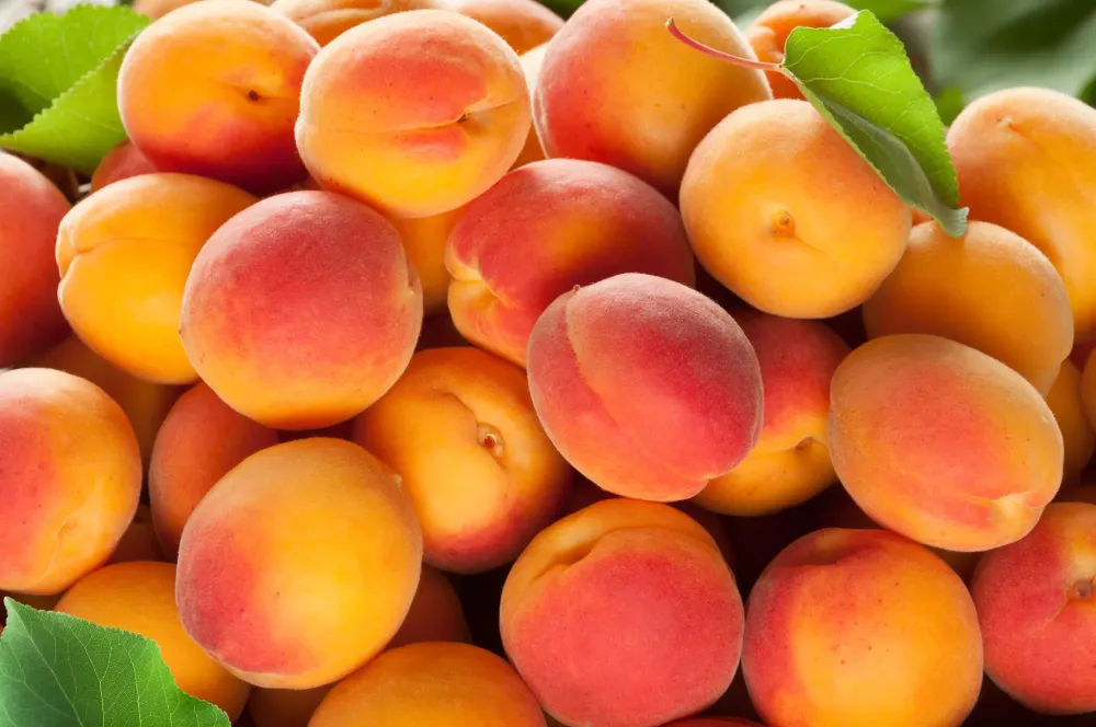 Expéditeur d'abricots à Sarrians