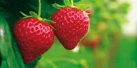 Frizet et fils fraises (1)