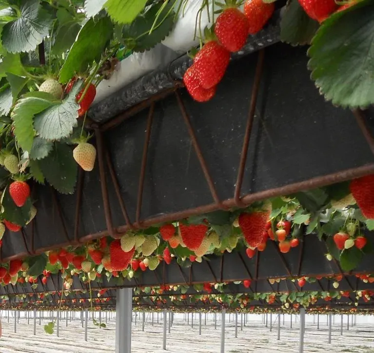 Frizet et fils fraises