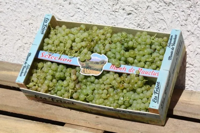 Frizet et fils raisins (2)