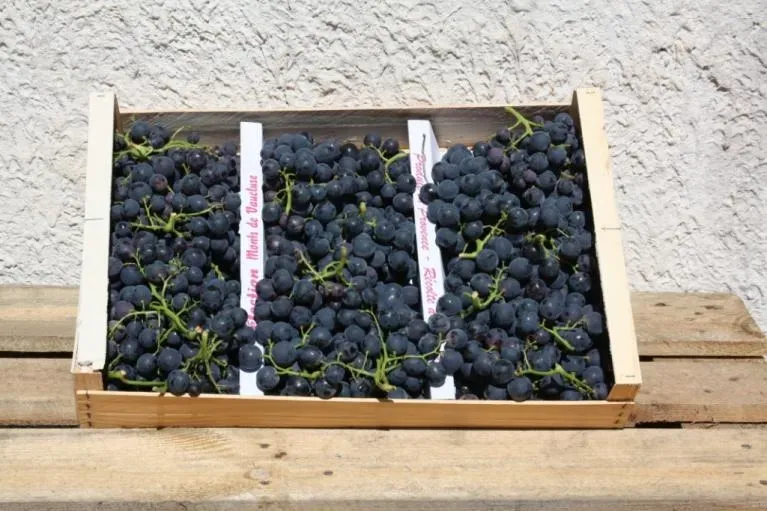 Frizet et fils raisins (3)