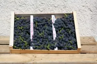 Frizet et fils raisins (3)